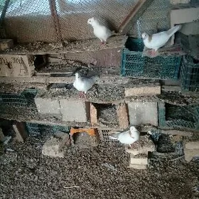 kepderi
