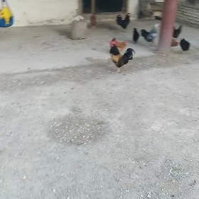 Ýaş towuklar