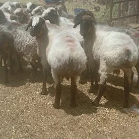 Goýun işşek