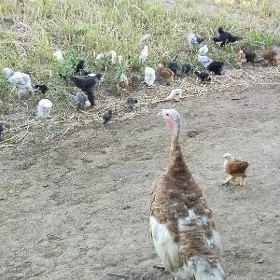 kurk induk