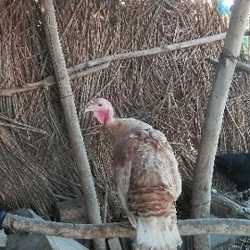 induk towuk