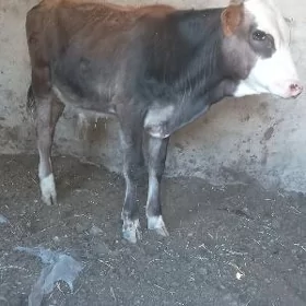 okuzce