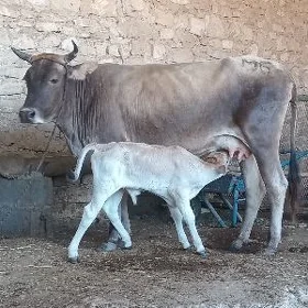 Tohum goleli sygyr