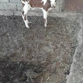 satlyk gole tuwe