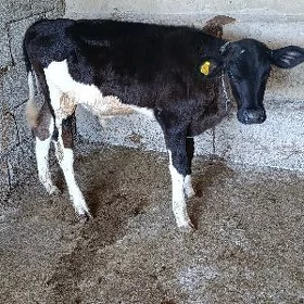 GALİŞDEÝİN ÖKÜZ