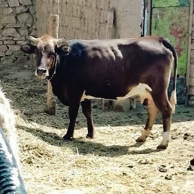 şwes sygyr