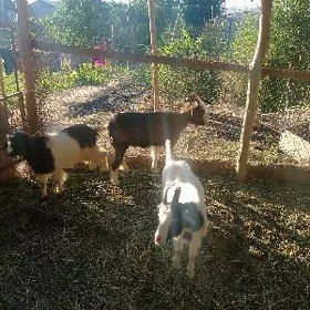 serkeler ve geçi