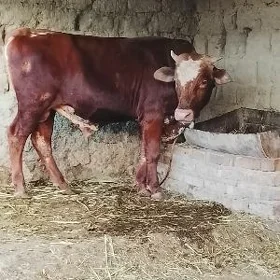 öküz alşir