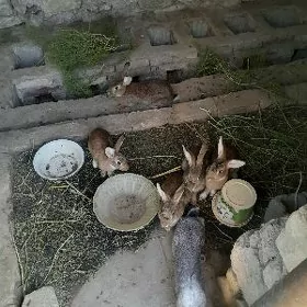 towsan pol velikan