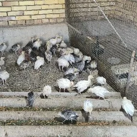 induk juje 2 ay bolup gelyan