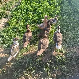 indautga ördek