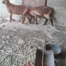 toklylar