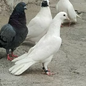 kepderi