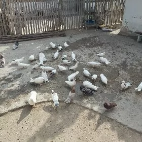 kepderi