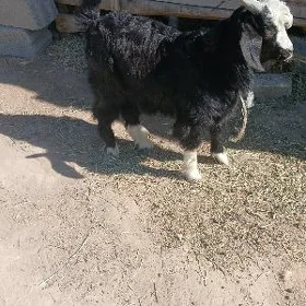 çekip yagday gowmy