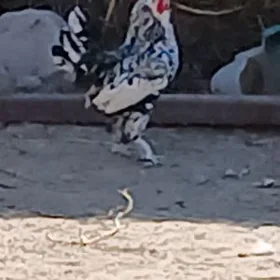 karlik horoz