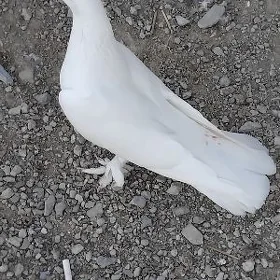Kepderi