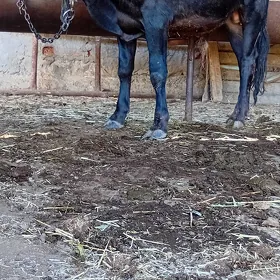 siwes öküz