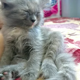 pişik