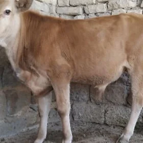 ARASSA TOHUM OKÜZ