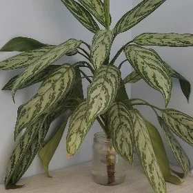 аглаонема aglaonema