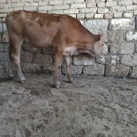 TOHUM OKÜZ