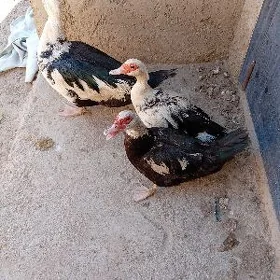 erkek ordek
