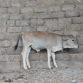öküz
