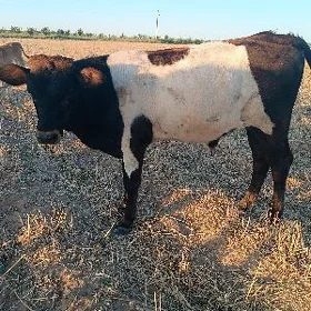 öküzçe