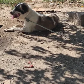 it