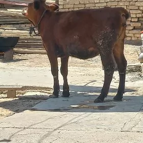 Tüwe