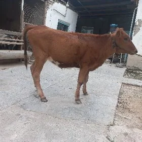 Tüwe