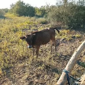 okuzce