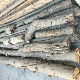 Agaçlar
