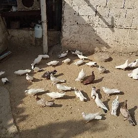 kepderi