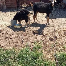 Owlakly geçi