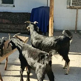 erkeç