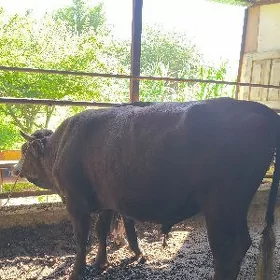 3 uly okuz