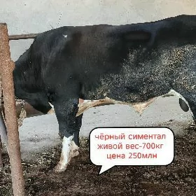 Продаётся симентал, Галыштейн