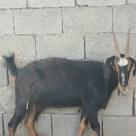 dog geçi