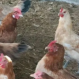 Satlyk towuklar