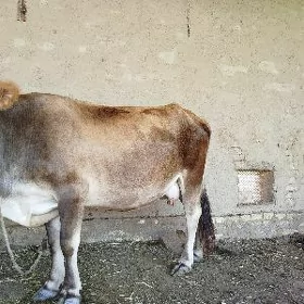 sygyr