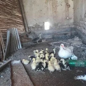 мускус жуйже