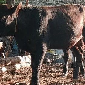 öküzler