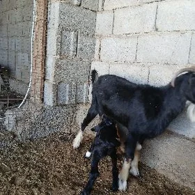 owlakli geçi