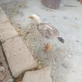 Baysok juyje