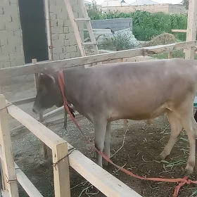 öküz