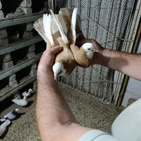 kepderi