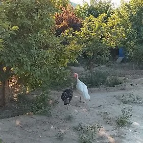 İnduk