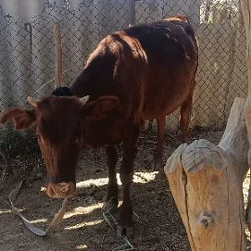 gulajun